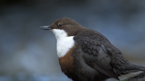 White-throated dipper (Cinclus cinclus) preening and calling whilst perched beside River Kennal, Cornwall, UK,  February.