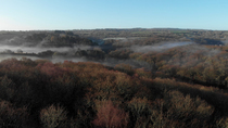Drone shot of Oak (Quercus sp.) woodland with mist in valley behind, Perranarworthal, Cornwall, UK, February.