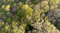 Drone shot of ancient Sessile oak (Quercus petraea) woodland, Perranarworthal, Cornwall, UK, May.