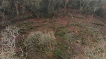 Drone shot of Sessile oak (Quercus petraea) being felled during coppicing in ancient woodland, Perranarworthal, Cornwall, UK, November.