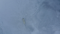 Drone shot of Polar bear (Ursus maritimus) entering frame, following footprints of other bear across the ice and leaving frame, Mittimitalik, Baffin Island, Canada.