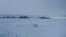 Drone tracking  shot of Polar bear (Ursus maritimus) walking on sea ice, with Bylot Island behind, Mittimitalik, Baffin Island, Canada.