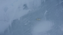 Drone tracking shot of Polar bear (Ursus maritimus) walking on fast ice, following footprints of other bear, Mittimitalik, Baffin Island, Canada.
