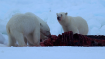 Polar bear (Ursus maritimus) mother and cubs feeding on remains of hunted Narwhal (Monodon monoceros) carcass, Mittimitalik, Baffin Island, Canada.
