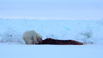 Polar bear (Ursus maritimus) cubs feeding on remains of hunted Narwhal (Monodon monoceros) carcass with Icelandic gull (Larus glaucoides) flying through frame, Mittimitalik, Baffin Island, Canada.