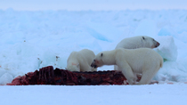 Polar bear (Ursus maritimus) mother and cubs feeding on remains of hunted Narwhal (Monodon monoceros) carcass, Mittimitalik, Baffin Island, Canada.