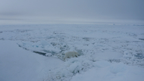 Drone tracking shot of Polar bear (Ursus maritimus) walking over sea ice, Mittimitalik, Baffin Island, Canada.