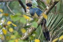 RF - Great blue turaco (Corythaeola cristata) perched on branch, Bigodi swamp, Kibale, Uganda. (This image may be licensed either as rights managed or royalty free.)