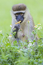 Green vervet monkey (Chlorocebus sabaeus) sitting on the ground feeding on flowers, Entebbe Botanical Garden, Uganda.