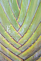 Traveller's tree (Ravenala madagascariensis) leaf detail, Entebbe Hotel garden, Uganda.