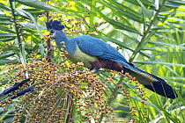 Great blue turaco (Corythaeola cristata) perched in tree feeding on berries, Bigodi swamp, Kibale, Uganda.
