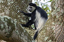 Black and white colobus monkey (Colobus guereza) sitting in tree, Entebbe botanical garden, Uganda.
