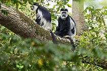 Two Black and white colobus monkeys (Colobus guereza) sitting on branch, Entebbe botanical garden, Uganda.