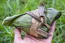 Lunch pack for tourists, in eco-friendly banana-leaf wrapping, ecotourism concept, Uganda. March, 2023.