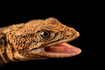 Newman's knob-scaled lizard (Xenosaurus newmanorum) with mouth open, head portrait, private collection, Germany. Captive, occurs in Mexico. Endangered.
