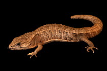 Rough-necked alligator lizard (Barisia rudicollis) portrait, private collection, Germany. Captive, occurs in Mexico. Endangered.