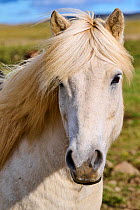 Icelandic horse (Equus caballus) head portrait, Iceland. September.
