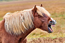 Icelandic horse (Equus caballus) yawning, head portrait, Iceland. September.