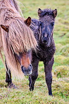 Icelandic horse (Equus caballus) mare and foal, portrait, Iceland. September.