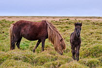 Icelandic horse (Equus caballus) mare and foal, standing on grassland, Iceland. September.