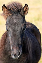 Icelandic horse (Equus caballus) foal, head portrait, Iceland. September.