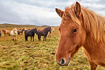 Icelandic horses (Equus caballus) herd standing on grassland, Iceland. September..
