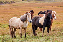 Icelandic horses (Equus caballus) herd standing on grassland, Iceland. September.