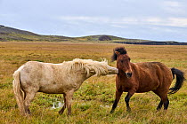 Two Icelandic horses (Equus caballus) interacting on wet grassland, Iceland. September.