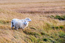 Icelandic sheep (Ovis aries) ewe with lamb standing in grassland, Iceland. September.