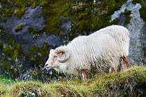 Icelandic sheep (Ovis aries) ram standing on hillside, portrait, Iceland. September.