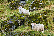 Two Icelandic sheep (Ovis aries) rams standing on hillside, portrait, Iceland. September.