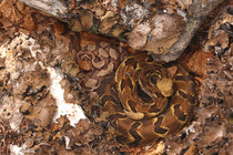 Timber rattlesnake (Crotalus horridus) gravid female, and four Northern copperheads (Agkistrodon contortrix) basking amongst lichen covered rocks, Maryland, USA. August.