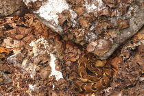 Timber rattlesnake (Crotalus horridus) gravid female, and four Northern copperheads (Agkistrodon contortrix) basking amongst lichen covered rocks, Maryland, USA. August.