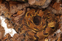 Timber rattlesnake (Crotalus horridus) gravid female, and two Northern copperheads (Agkistrodon contortrix) basking amongst lichen covered rocks, Maryland, USA. August.