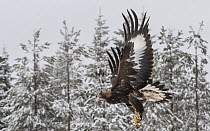 Golden eagle (Aquila chrysaetos) juvenile in flight through snowy forest, Finland, February.