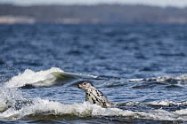 Grey seal (Halichoerus grypus) female sitting in surf and looking around, Finland, Baltic Sea, April.