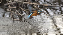 Common kingfisher (Alcedo atthis) in flight over river with fish in beak, Finland, March.