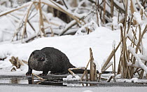 Otter (Lutra lutra) standing on banks of frozen river, Finland, January.