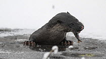 Otter (Lutra lutra) feeding on fish whilst climbing out of hole in ice, Finland, January.