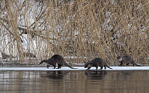 Otter (Lutra lutra) female walking across frozen river with cubs, Finland, January.