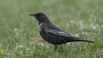 Ringed ouzel (Turdus torquatus) female standing in grass, Finland, May.