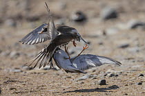 Two Common ringed plovers (Charadrius hiaticula) fighting on beach, Finland, June.