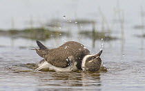 Common ringed plover (Charadrius hiaticula) juvenile bathing, Finland, August.