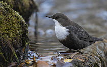 White-throated dipper (Cinclus cinclus) perched on edge of small waterfall, Finland, October.