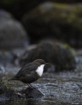 White-throated dipper (Cinclus cinclus) perched on rock beside river, Finland, October.