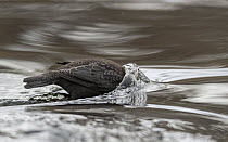 White-throated dipper (Cinclus cinclus) looking for food beneath surface of river, Finland, February.