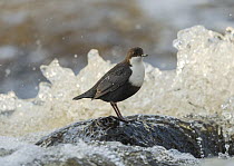 White-throated dipper (Cinclus cinclus) perched on rock in river, Finland, February.