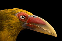 Saffron toucanet (Pteroglossus bailloni) male, head portrait, Dallas World Aquarium. Captive, occurs in South America..