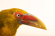 Saffron toucanet (Pteroglossus bailloni) male, head portrait, Dallas World Aquarium. Captive, occurs in South America.