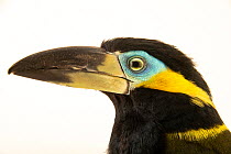 Golden-collared toucanet (Selenidera reinwardtii langsdorffii) head portrait, Parque de las Leyendas, Lima, Peru. Captive.